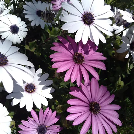 Sissi House Flowers Gravedona
